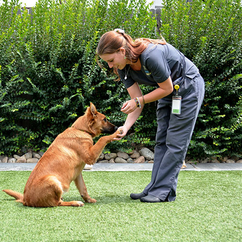 addestramento cani ad Arezzo: educazione avanzata